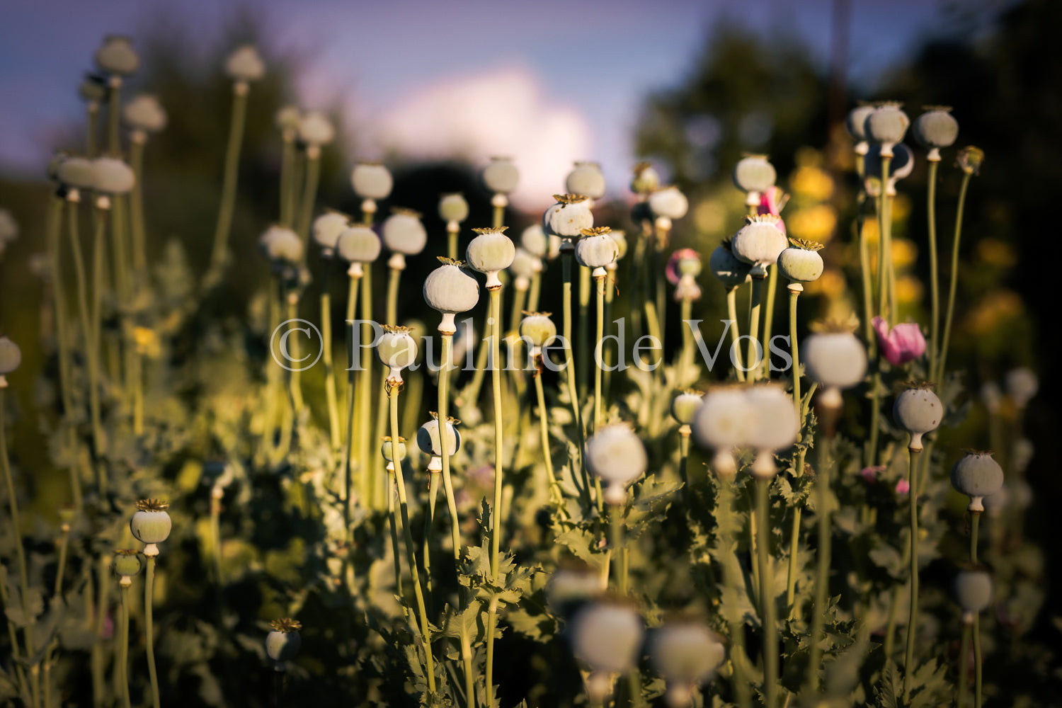 Fleurs dans le Jardin de Gulio à Ségur le Château - Vue 1