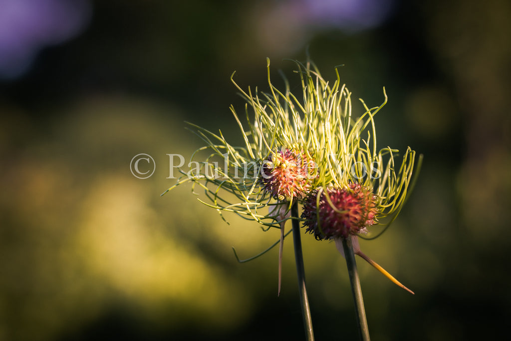 Fleurs dans le Jardin de Gulio à Ségur le Château - Vue 2