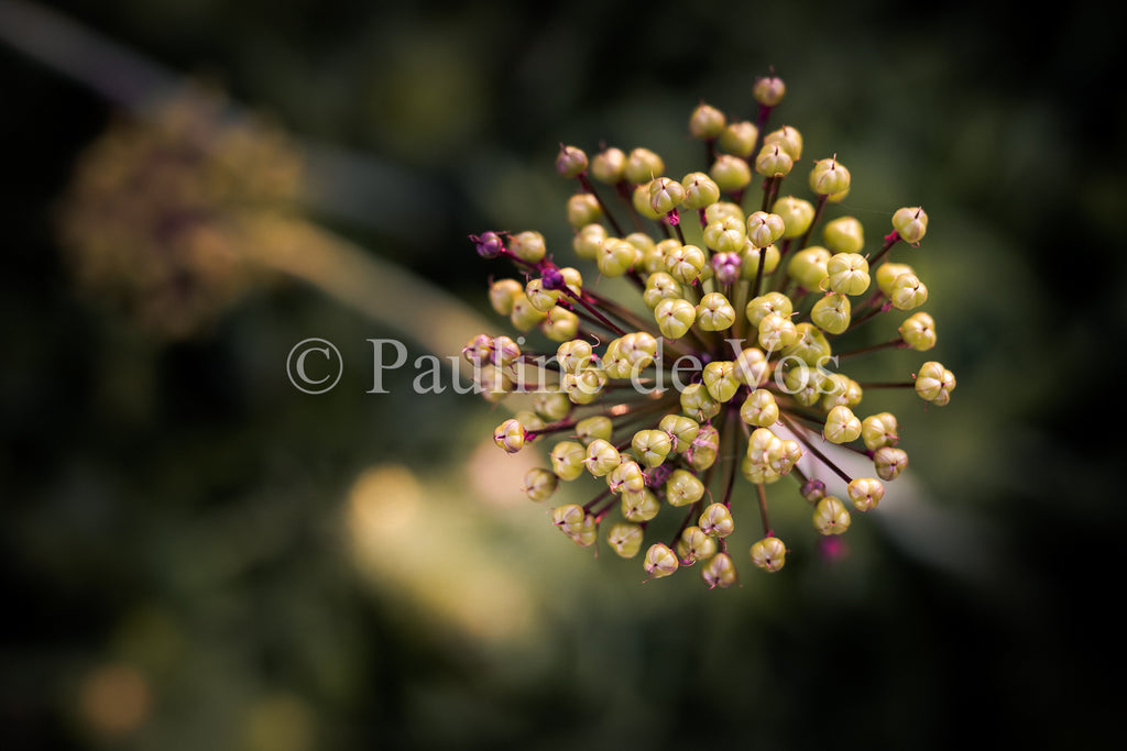 Fleurs dans le Jardin de Gulio à Ségur le Château - Vue 5