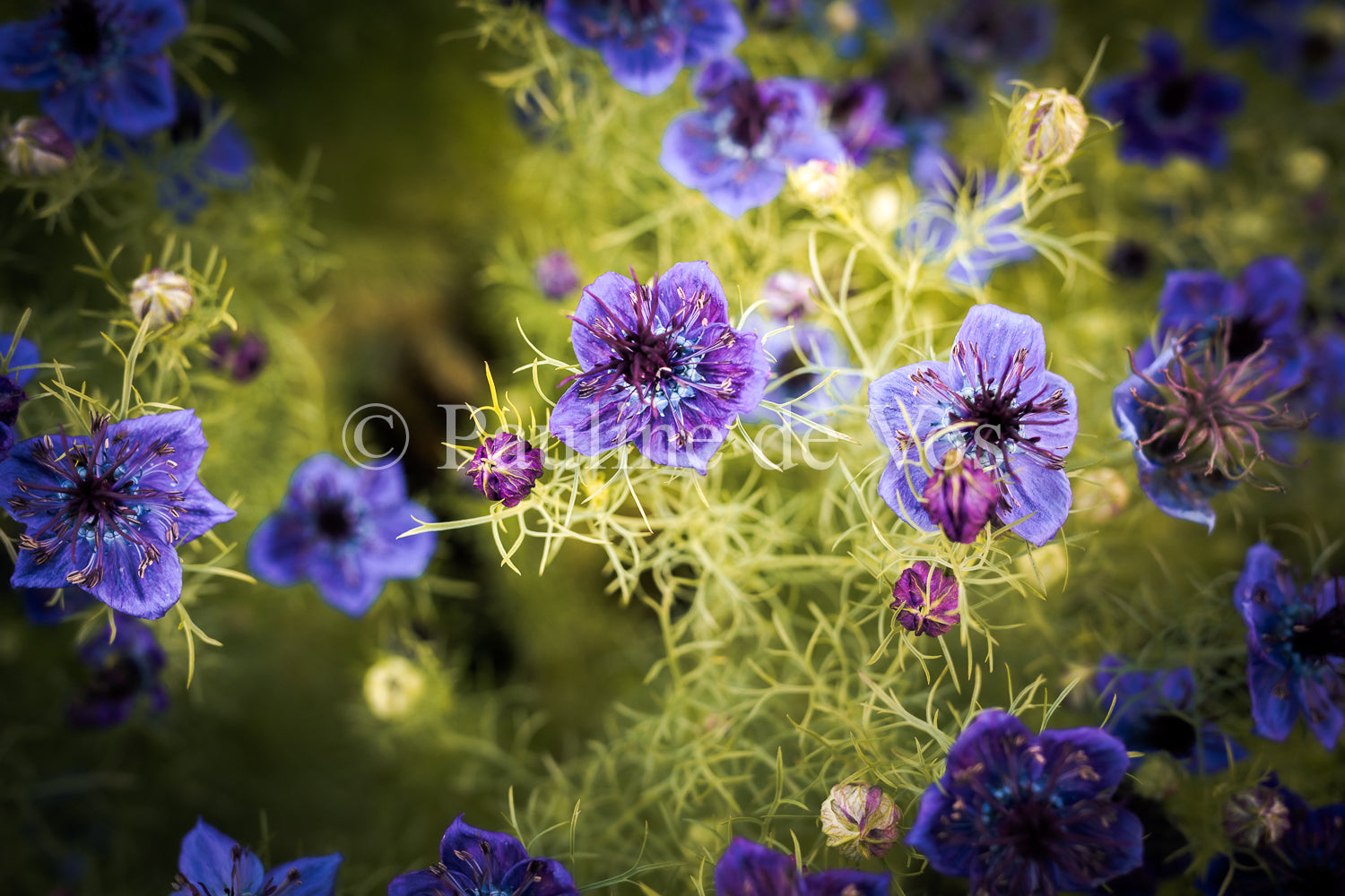 Fleurs dans le Jardin de Gulio à Ségur le Château - Vue 3