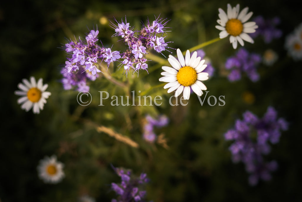 Fleurs dans le Jardin de Gulio à Ségur le Château - Vue 4